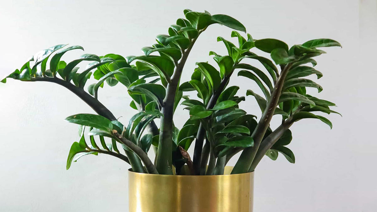 Замиокулькас