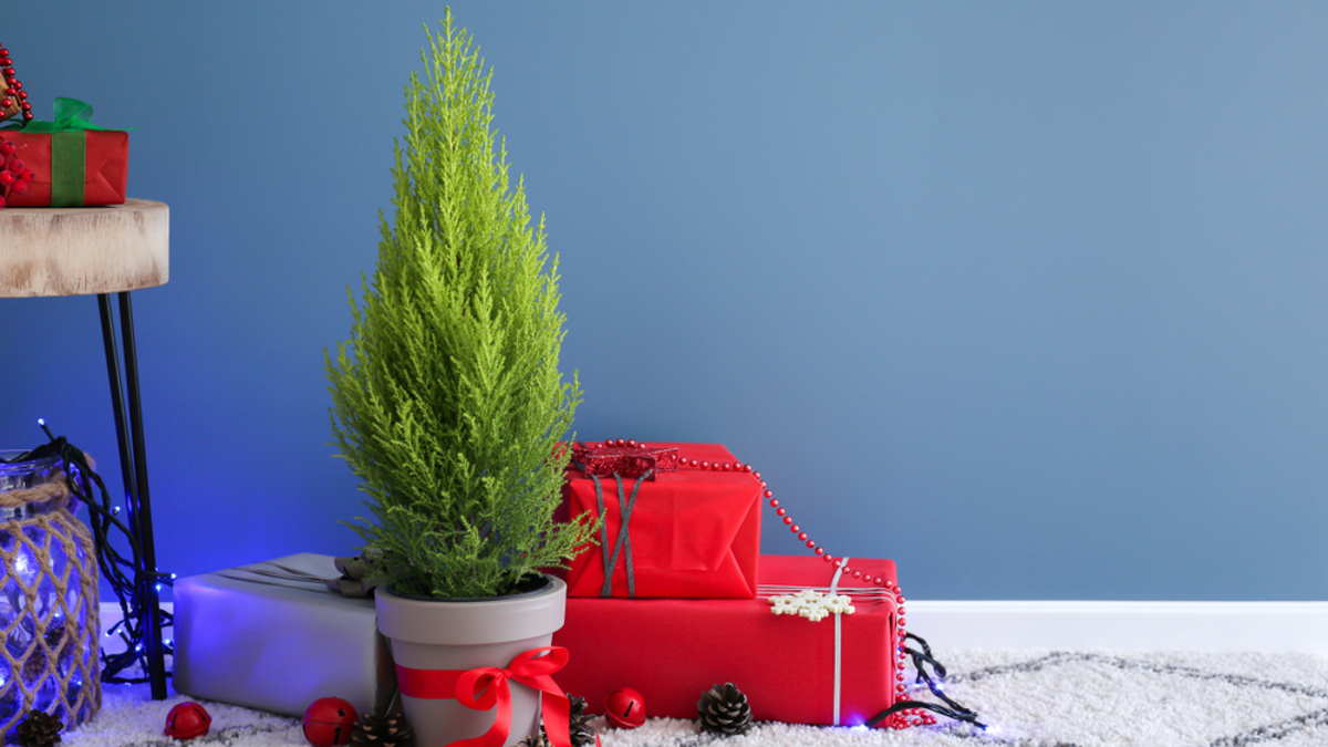 Туя и Новый год