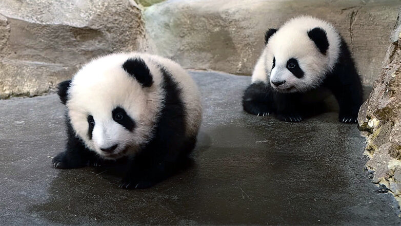 Лучшее в 2021 году: детеныши редких животных, родившиеся в зоопарках