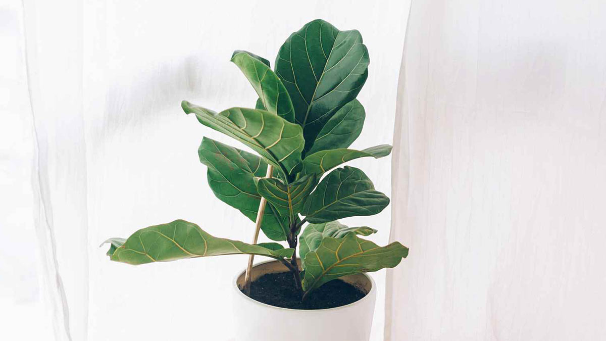 Фикус лировидный