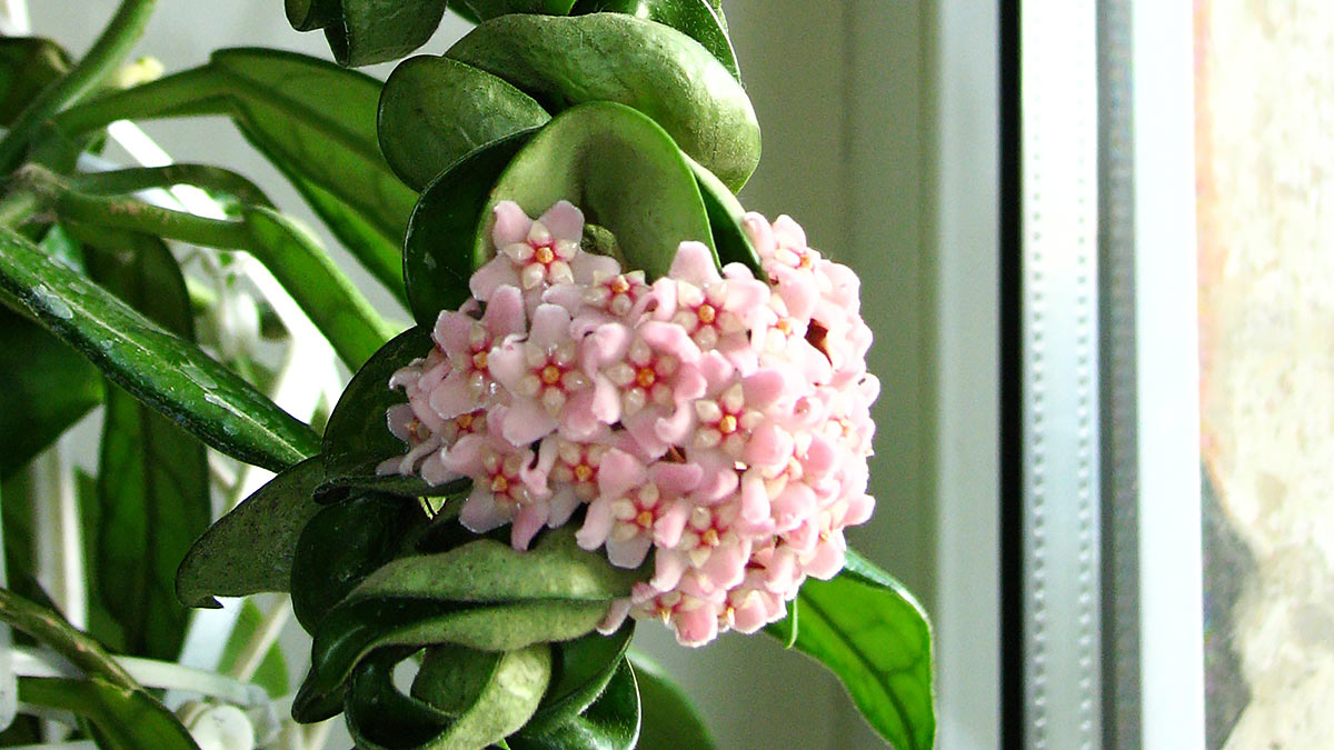 Пахнущие цветущие растения для дома