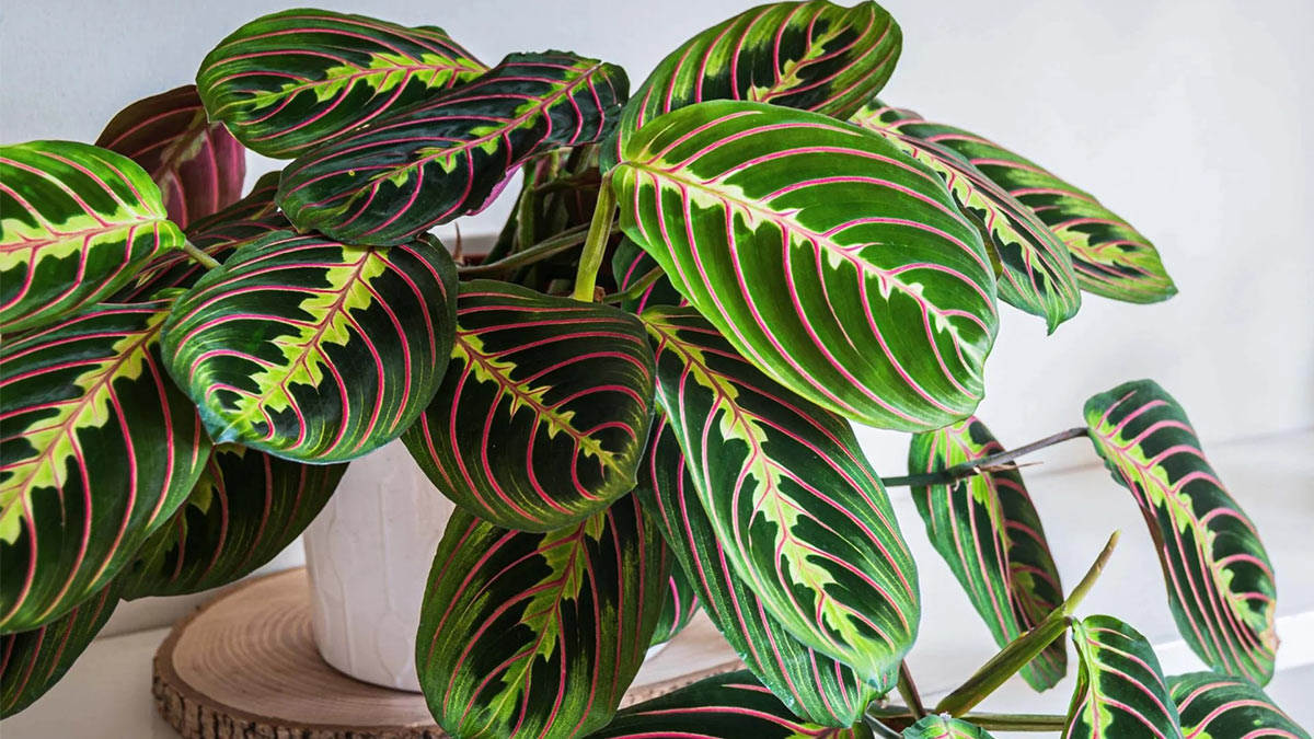 Маранта Беложильчатая