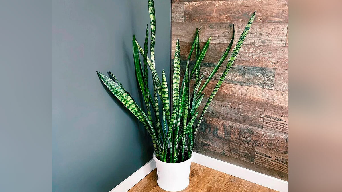 Сансевиерия