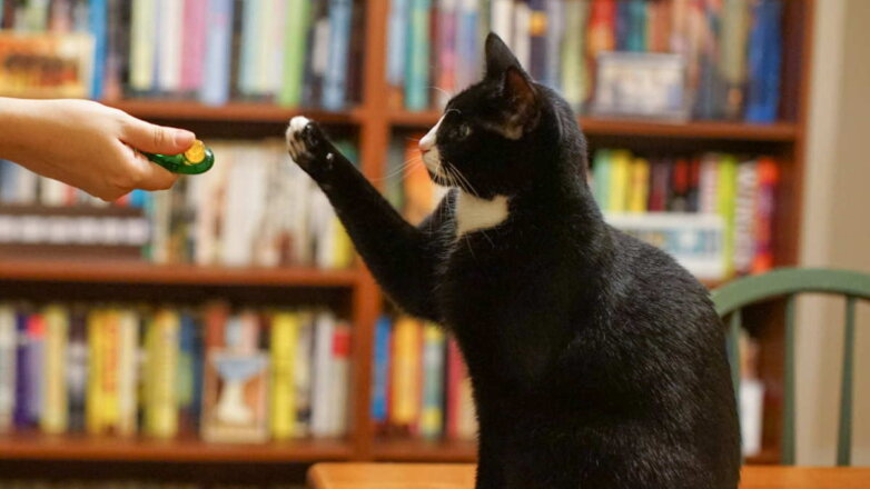 Дрессируем кошку: метод кликер-тренинга