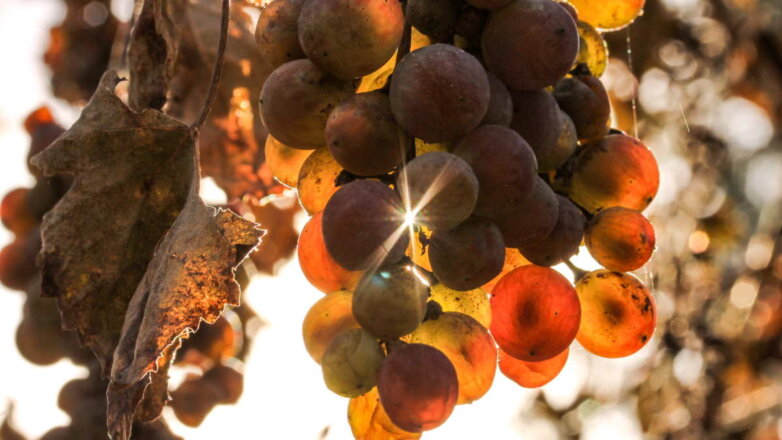 Как сохранить виноград от вымерзания зимой: главные правила