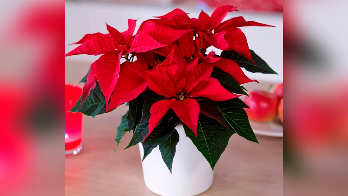 Пуансеттия