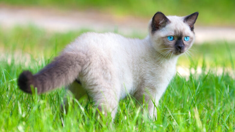 Естественный отбор: 5 пород кошек, которые сформировались в природе