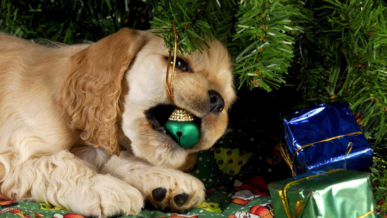 Собака, кошка, елка: как встречать Новый год и украшать квартиру, если в доме есть животные