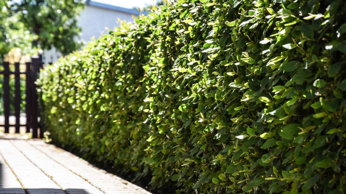 Живая изгородь