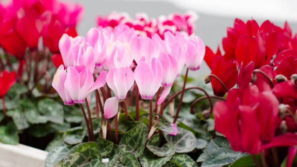 Цикламены на подоконнике