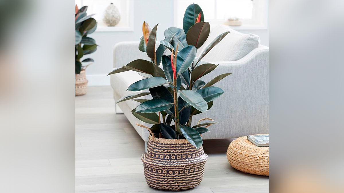 Фикус эластика