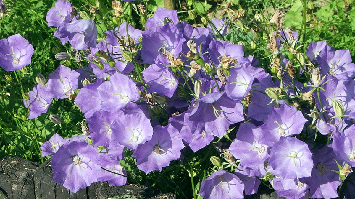 Растения для альпийской горки