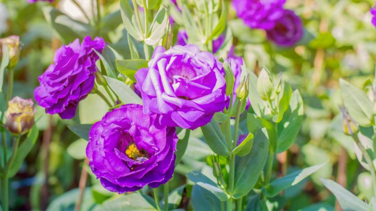 Эустома (Лизиантус рассела)