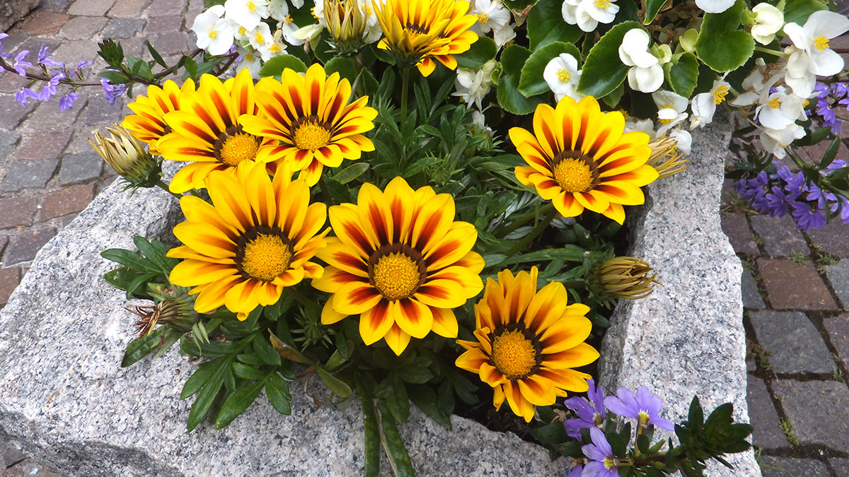 7 растений для края клумбы