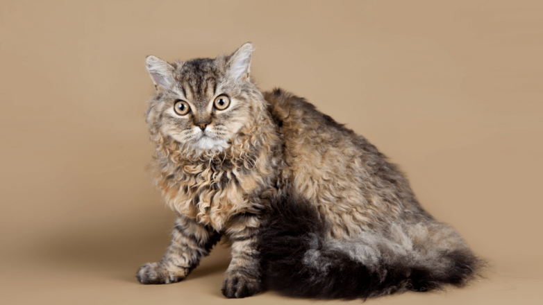 Рексы: породы кошек с вьющейся шерстью