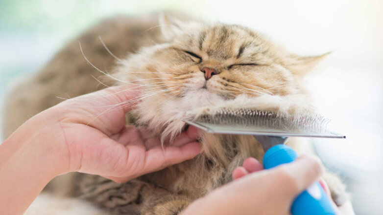 Уход за длинношерстными кошками: 3 правила для хозяев