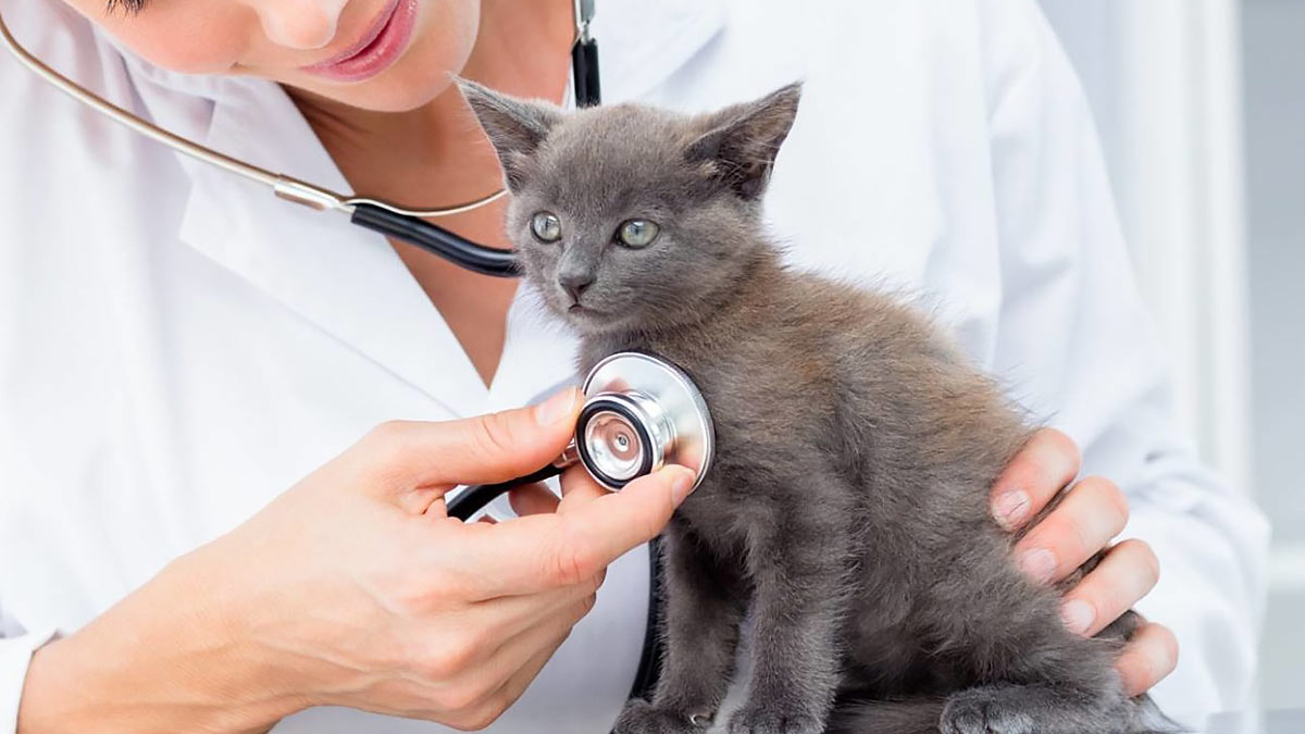 Болезни кошек: симптомы и лечение