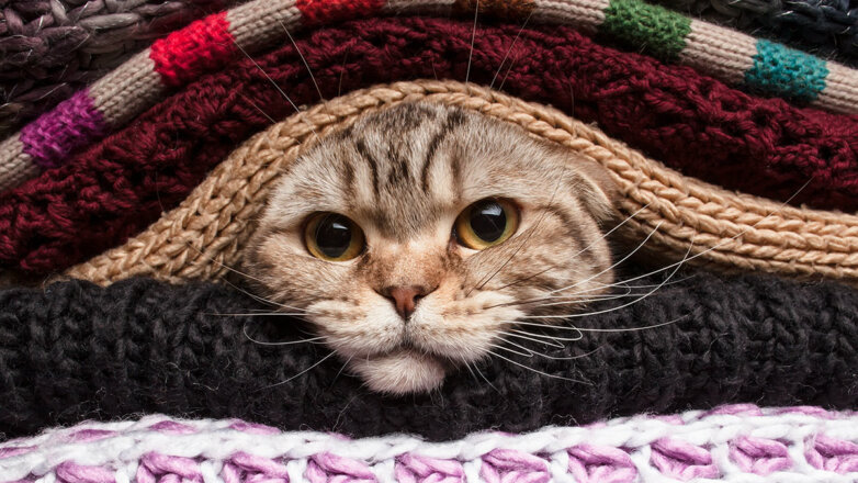 Гипотермия у кошек: чем опасно переохлаждение и как помочь питомцу