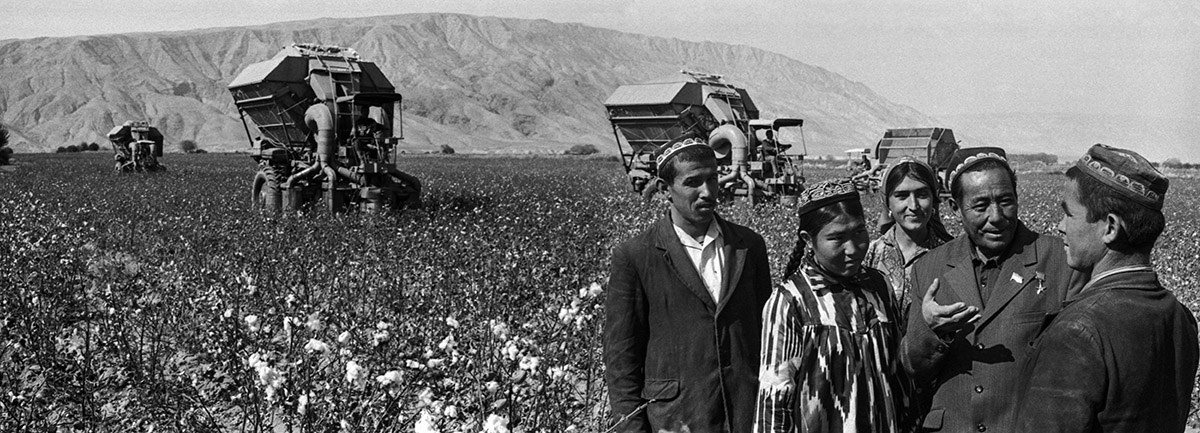 Уборка хлопка