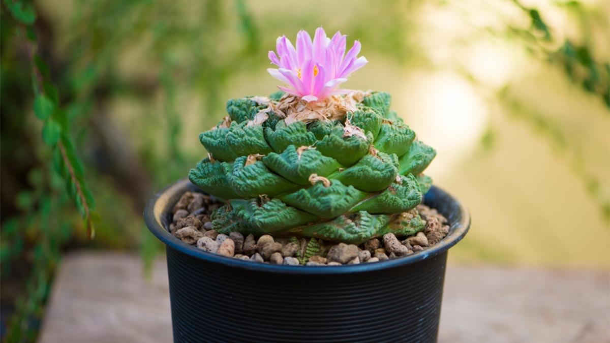 Ариокарпус