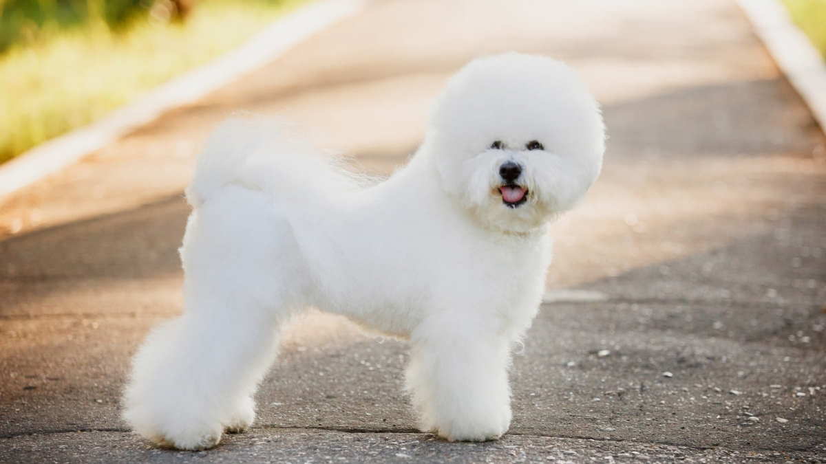 Бишон фризе