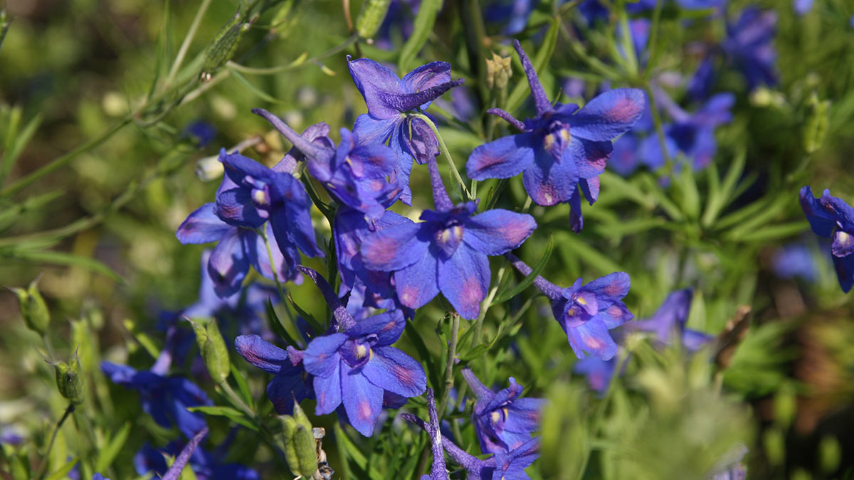 Дельфиниум