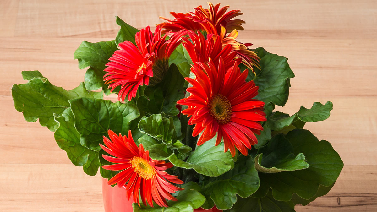 7 цветов для уменьшения стресса