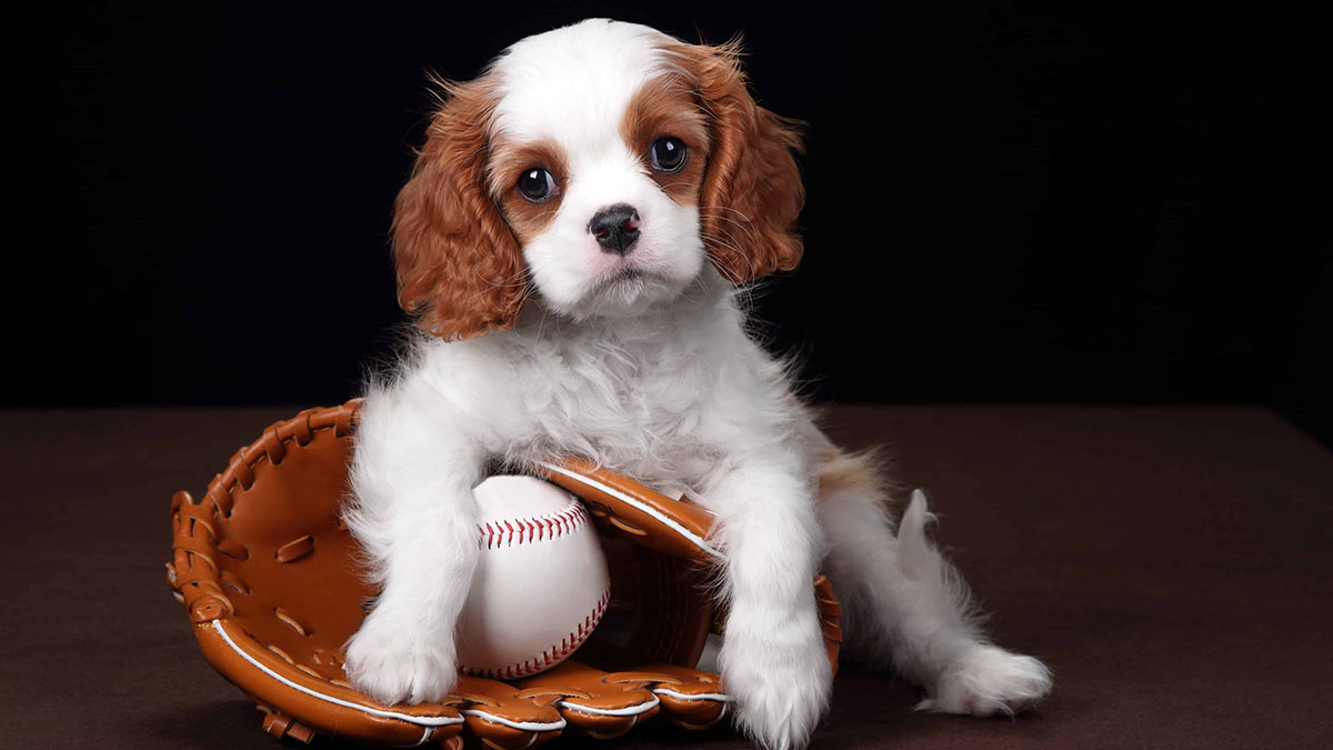 Самые милые щенки