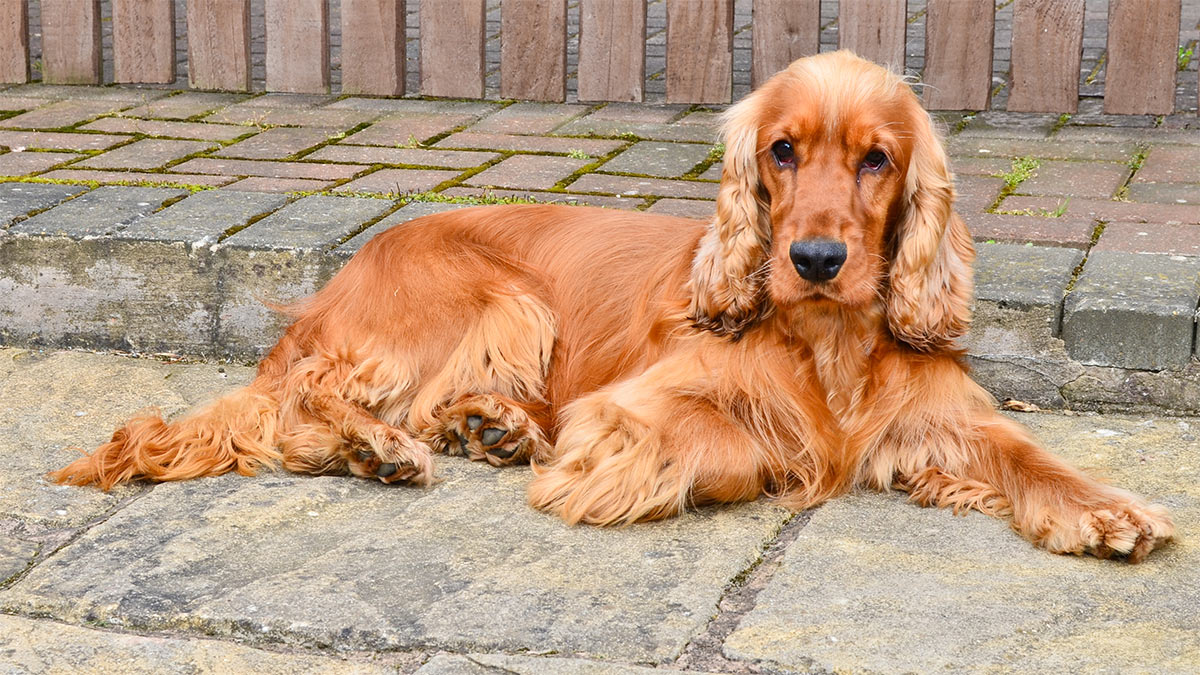 Кокер-спаниель