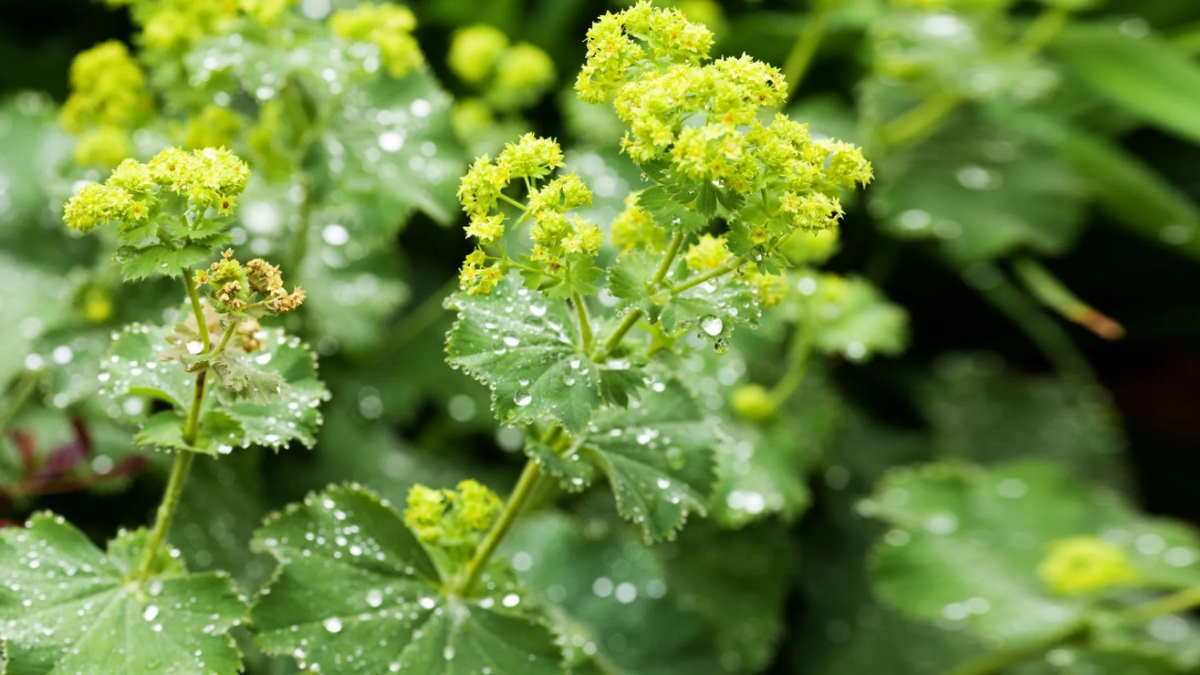 Манжетка обыкновенная