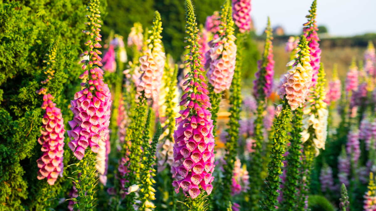 Наперстянка