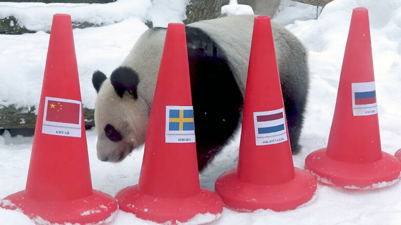 Панды в Московском зоопарке предсказали победителей зимней Олимпиады