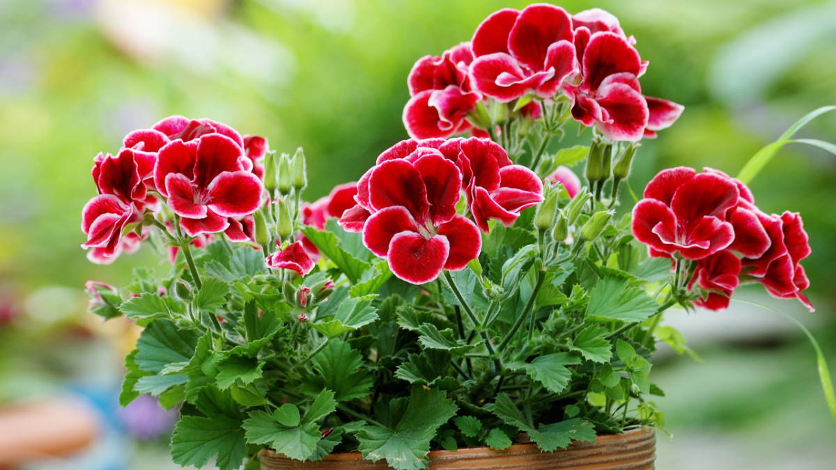 Растение Пеларгония
