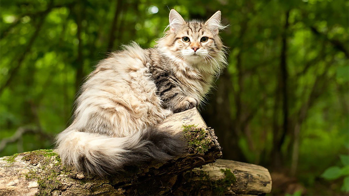 Сибирская кошка