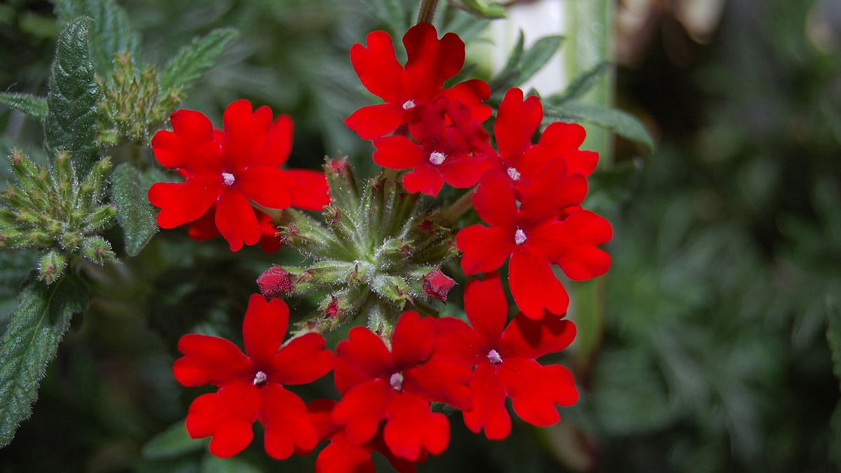 Вербена гибридная