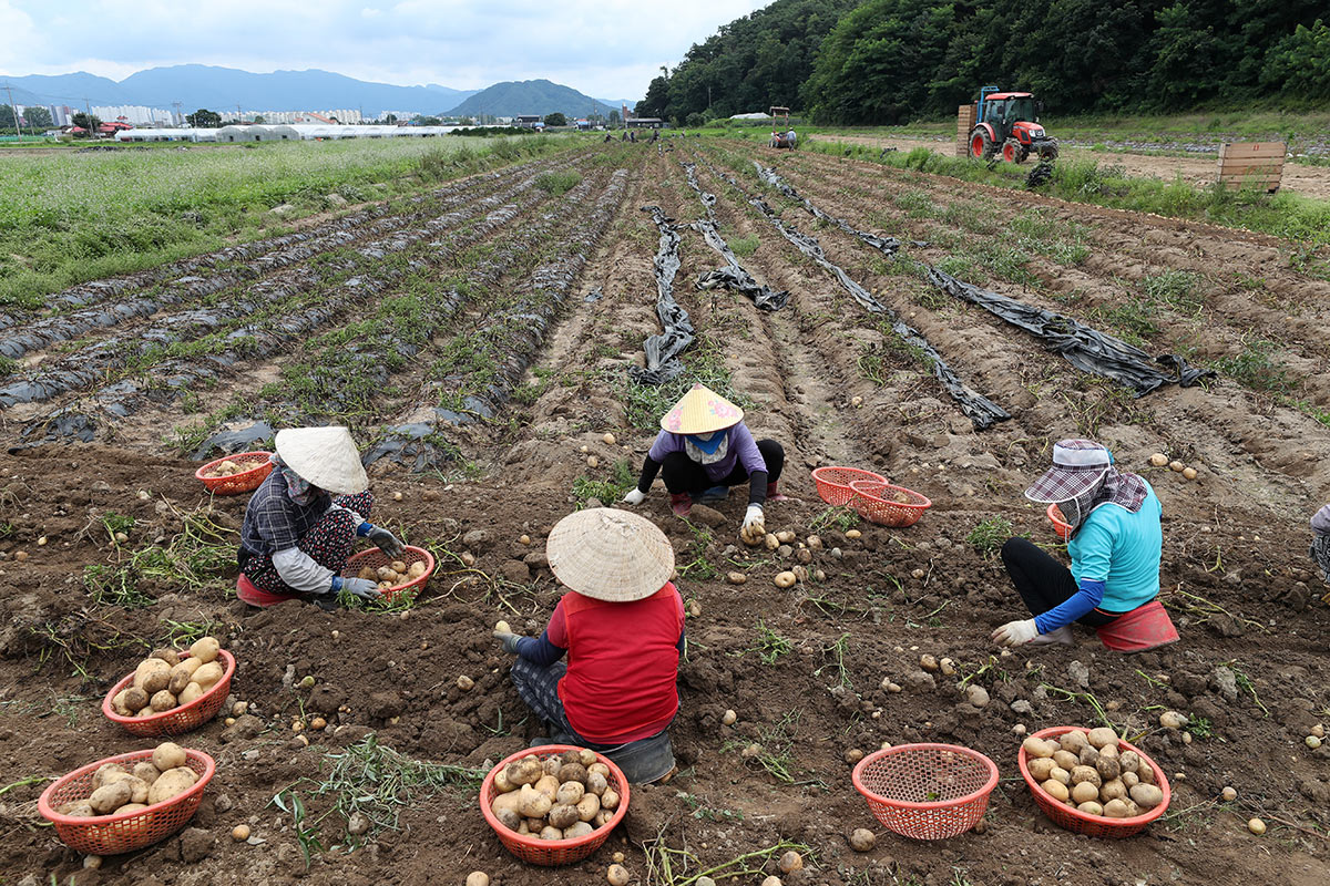 Трудовые мигранты в Южной Корее