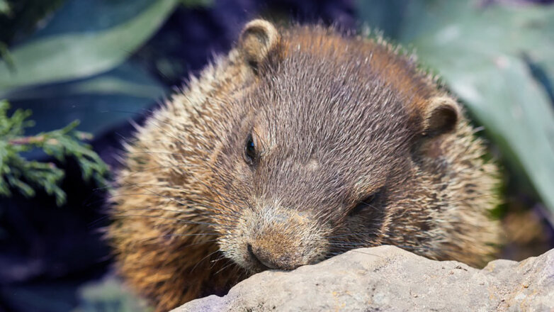 Московские сурки проигнорировали свой "официальный" праздник