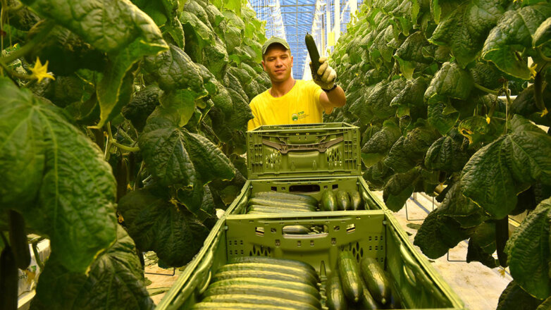 Стимуляторы роста: как российский АПК смог обеспечить продовольственную безопасность