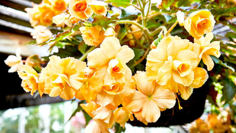 Чем подкормить бегонию: будет цвести долго и пышно