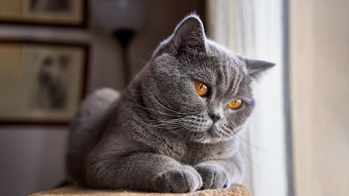 Британская короткошёрстная кошка