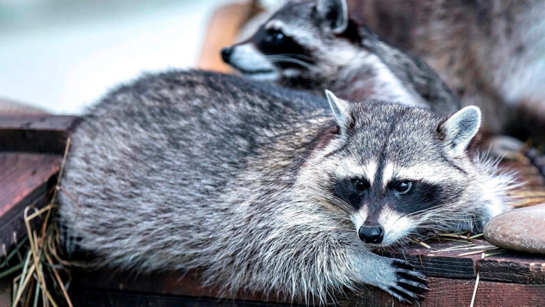 Московский зоопарк показал видео с проснувшимися после зимней спячки енотами