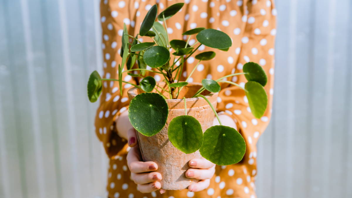 Пилея пеперомиевидная