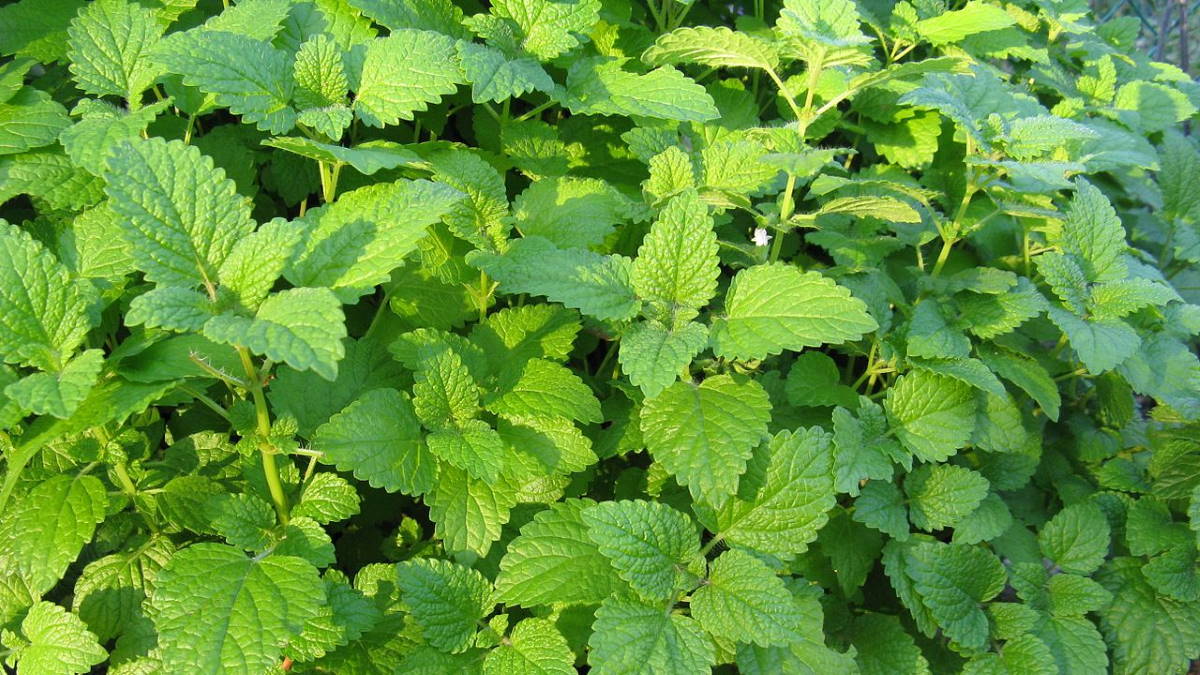 Растение Мелисса