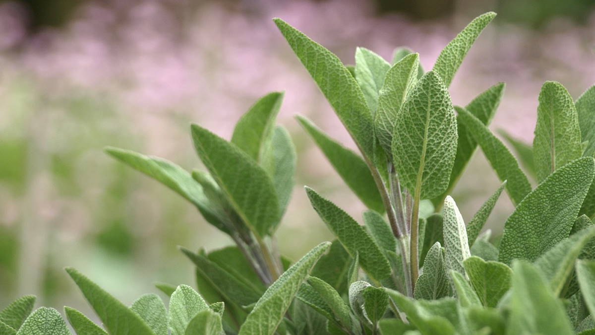 Растение Шалфей