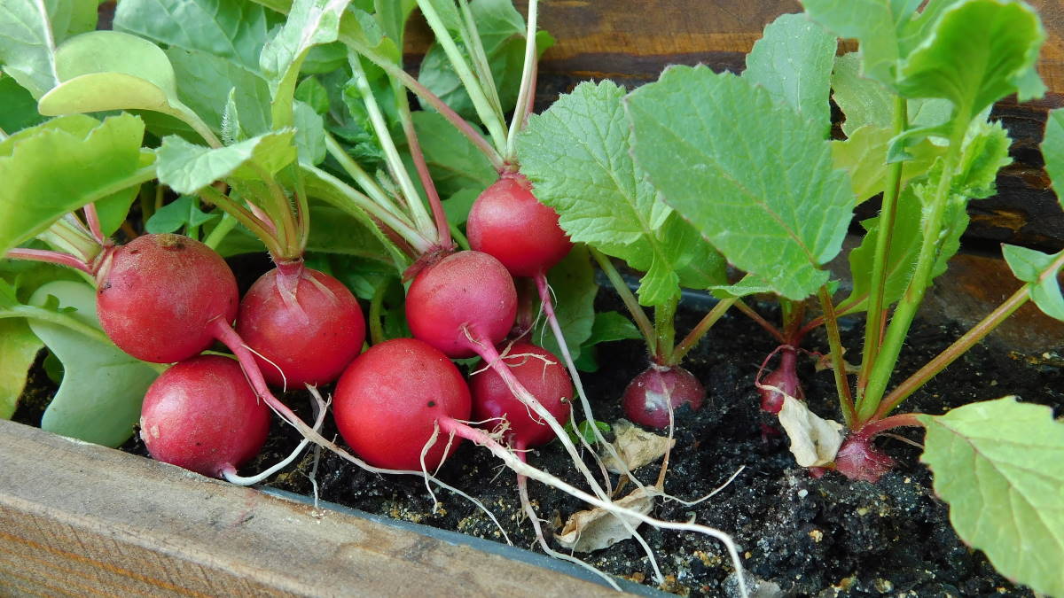 Редис в контейнере