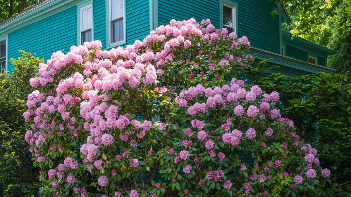 Рододендрон в саду