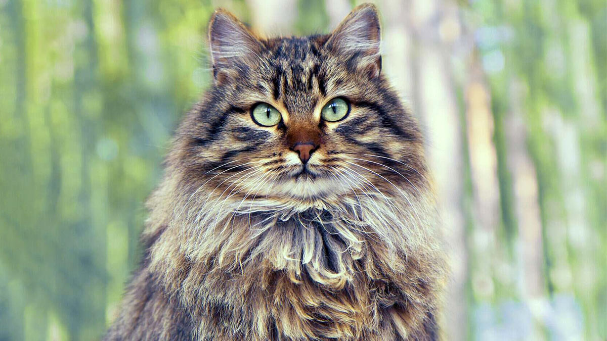 Сибирская кошка