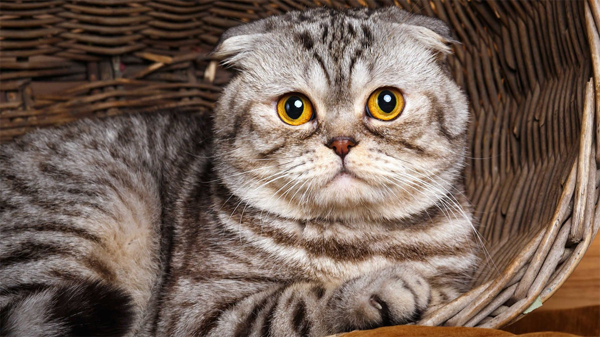 Скоттиш-фолд