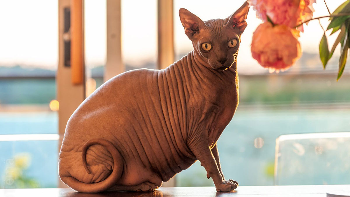 Породы кошек