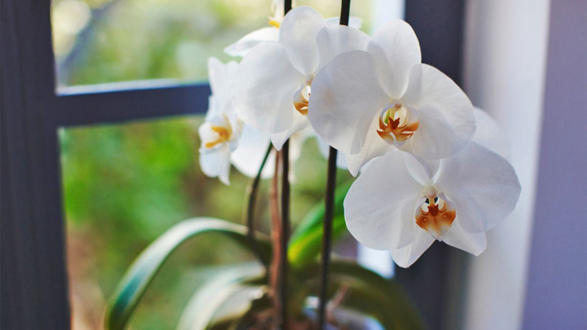 Белая орхидея